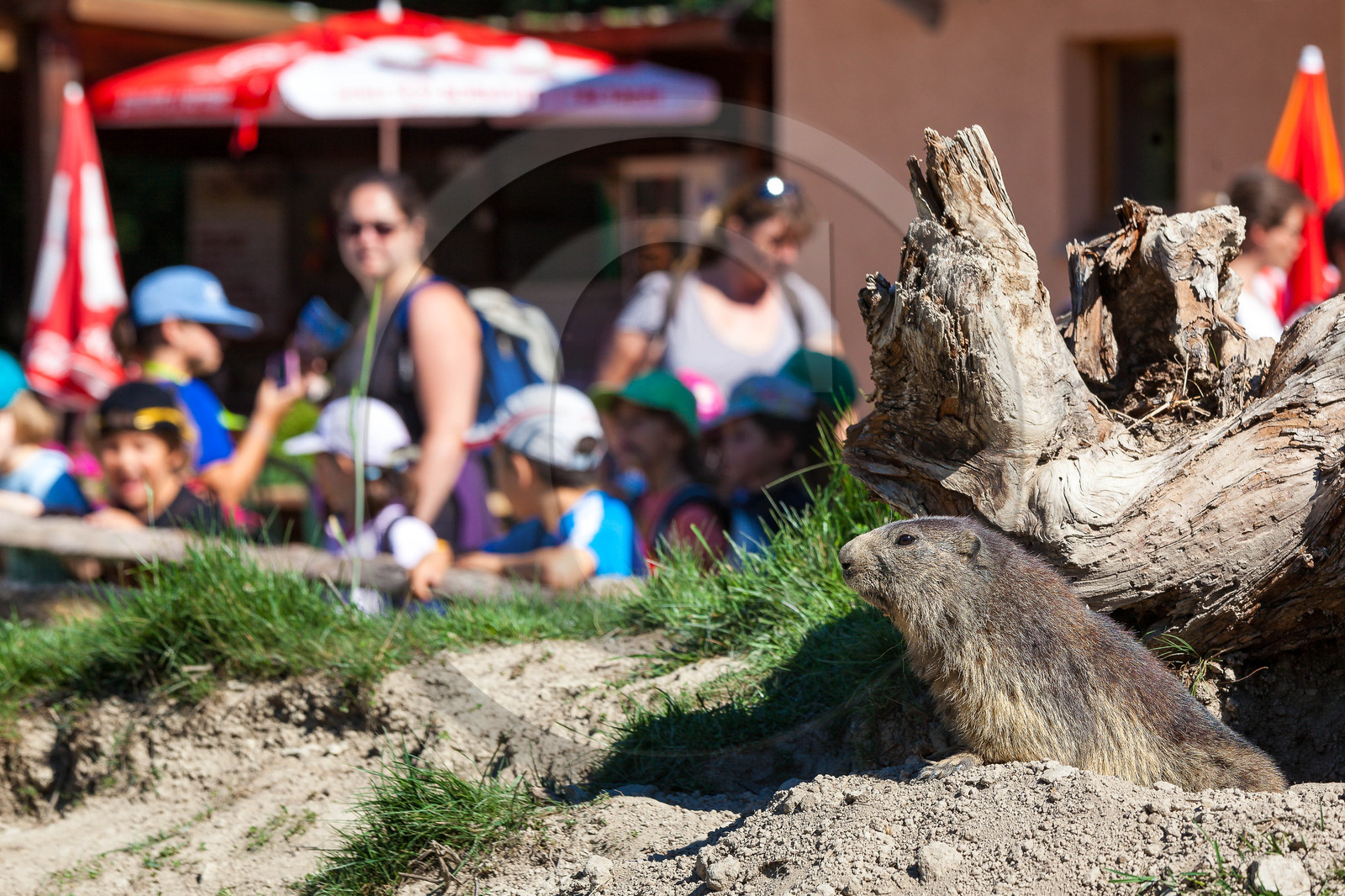 Parc animalier de Serre-Ponçon, vautour fauve, Gyps fulvus