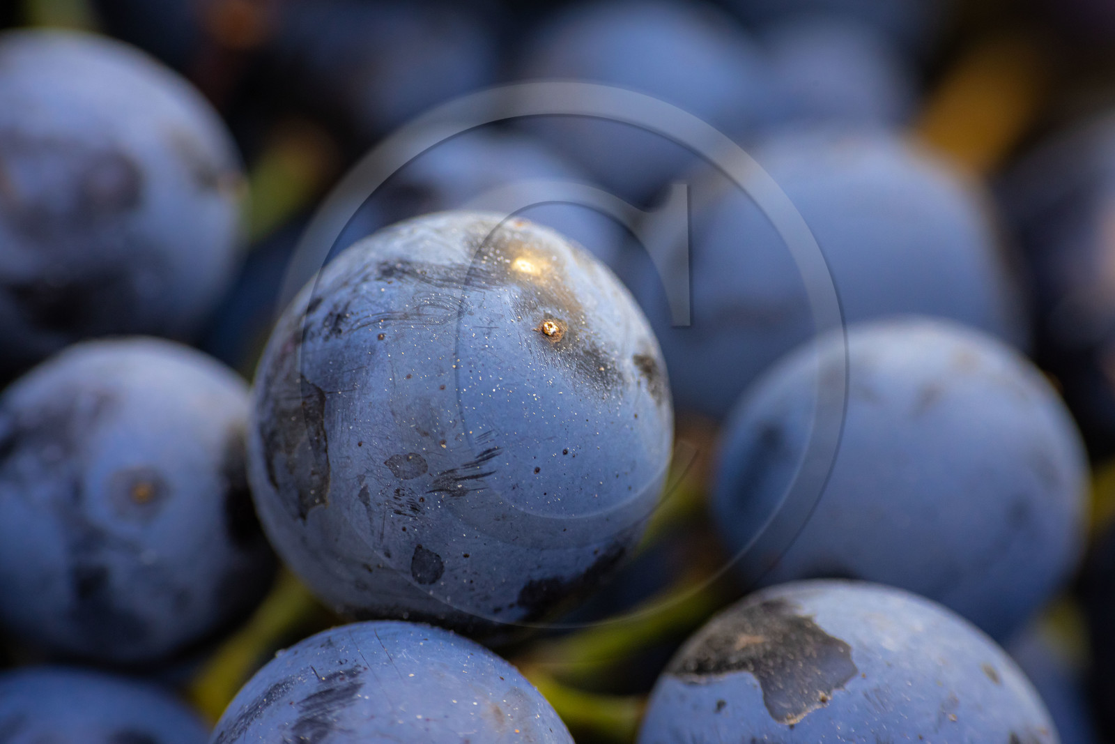 Domaine du Mont Guillaume