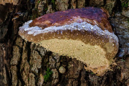 Bois du Chapitre, forêt domaniale de Gap-Chaudun