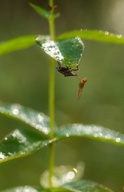 ENS de l'Isère,Tourbières du Peuil