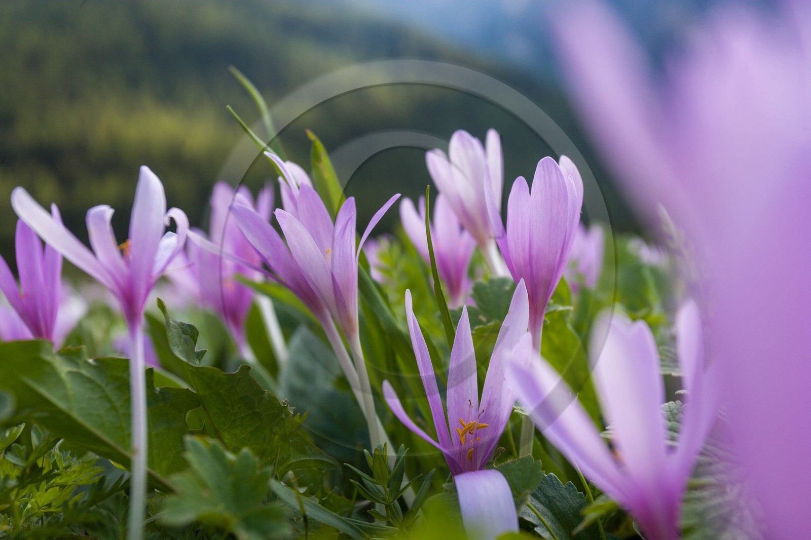 Colchique d'automne, Colchicum autumnale