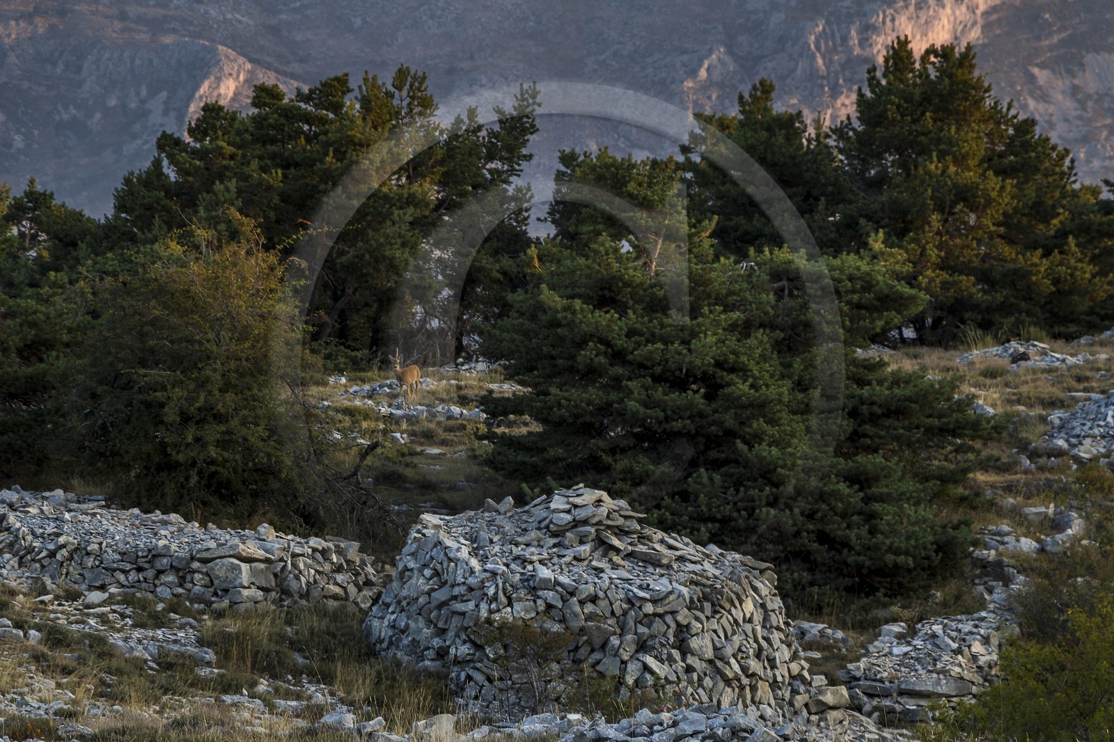 Caussols,  plateau de Calern