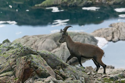 Bouquetin, ou bouquetin des Alpes (Capra ibex)