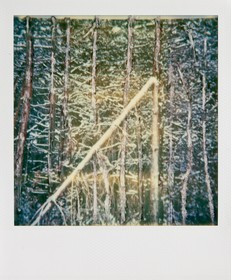 Exposition Arbres et petites forêts, éloge de la biodiversité