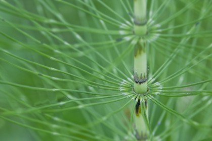 Prêle des champs, Equisetum arvense