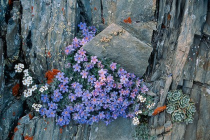 Eritriche nain, Eritrichium nanum