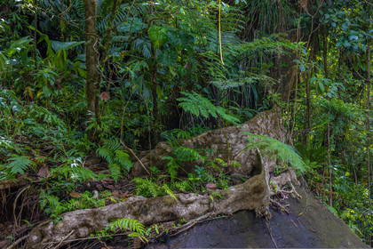 Forêt tropicale, Parc national de la Guadeloupe