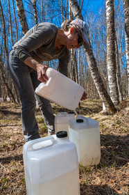 Récolte de sève de bouleau