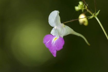 ENS de l'Isère, Zone humide de la Merlière