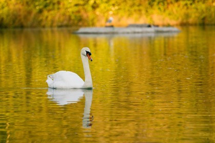 Cygne tuberculé, Réserve naturelle du delta de la Dranse