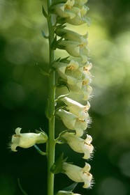 Digitale Jaune, Digitalis lutea