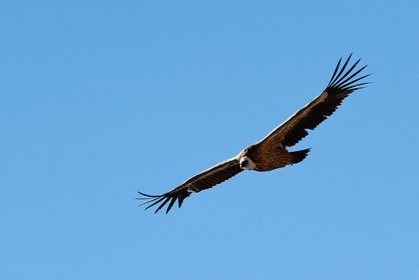 Vautour fauve, Gyps fulvus
