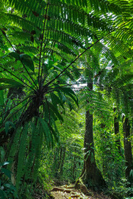Forêt tropicale, Parc national de la Guadeloupe