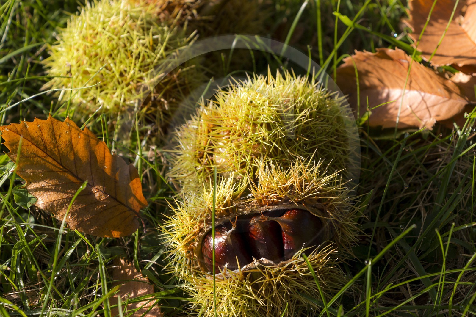 Valdeblore, Saint-Dalmas, chataigneraie de Monsieur Morino