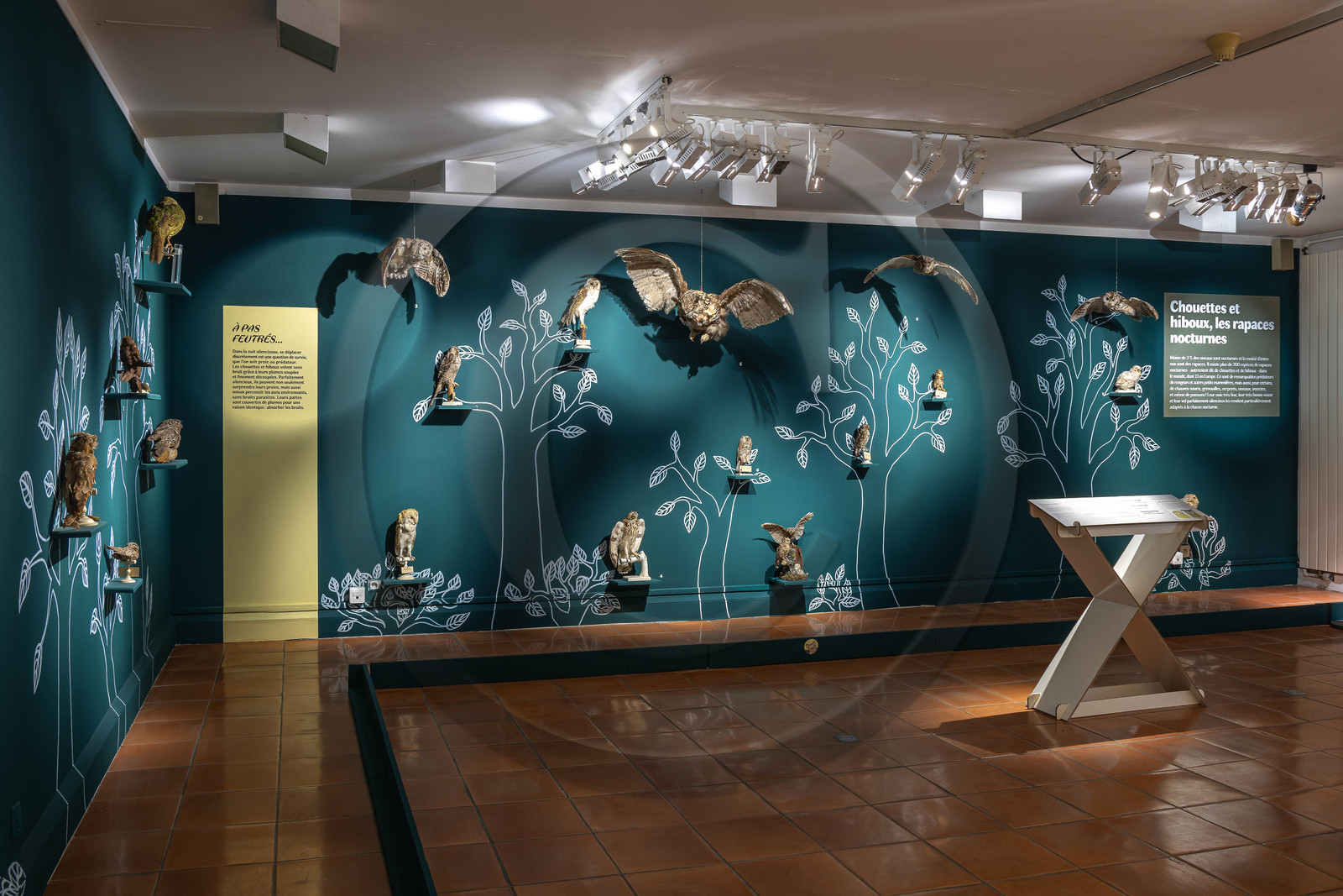 Musée Muséum départemental des Hautes-Alpes, Exposition Nuit