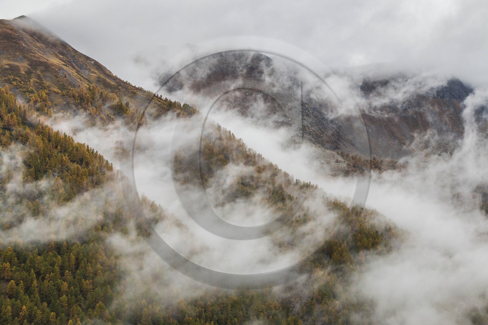 Vallée de la Tinée, mélezein