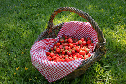 Auberge du Moulin, fraises du jardin