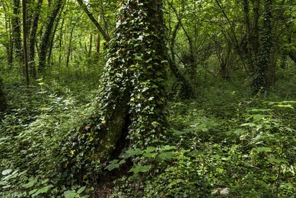 ENS de l'Isère, bois de la Bâtie