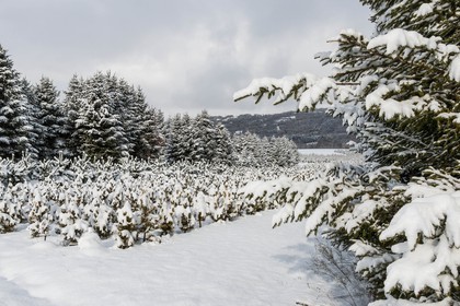 Pépinière Robin, producteur de sapin de Noël