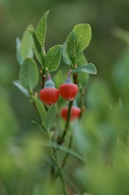 Myrtille, Vaccinium myrtillus