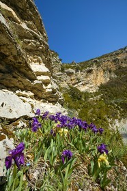 Iris des garrigues, l'iris jaunâtre ou l'iris nain, Iris lutescens