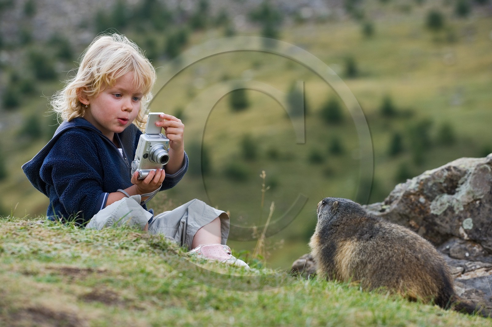 Marmotte des Alpes ( Marmota marmota )