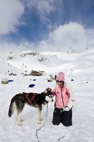 Chiens d'attelage