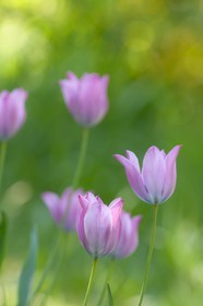 Tulipe de Guillestre, Tulipa platystigma