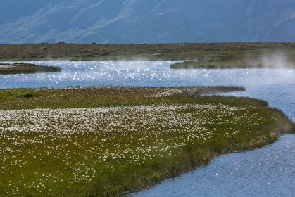 col du Longet, Lac du Longet, linaigrette