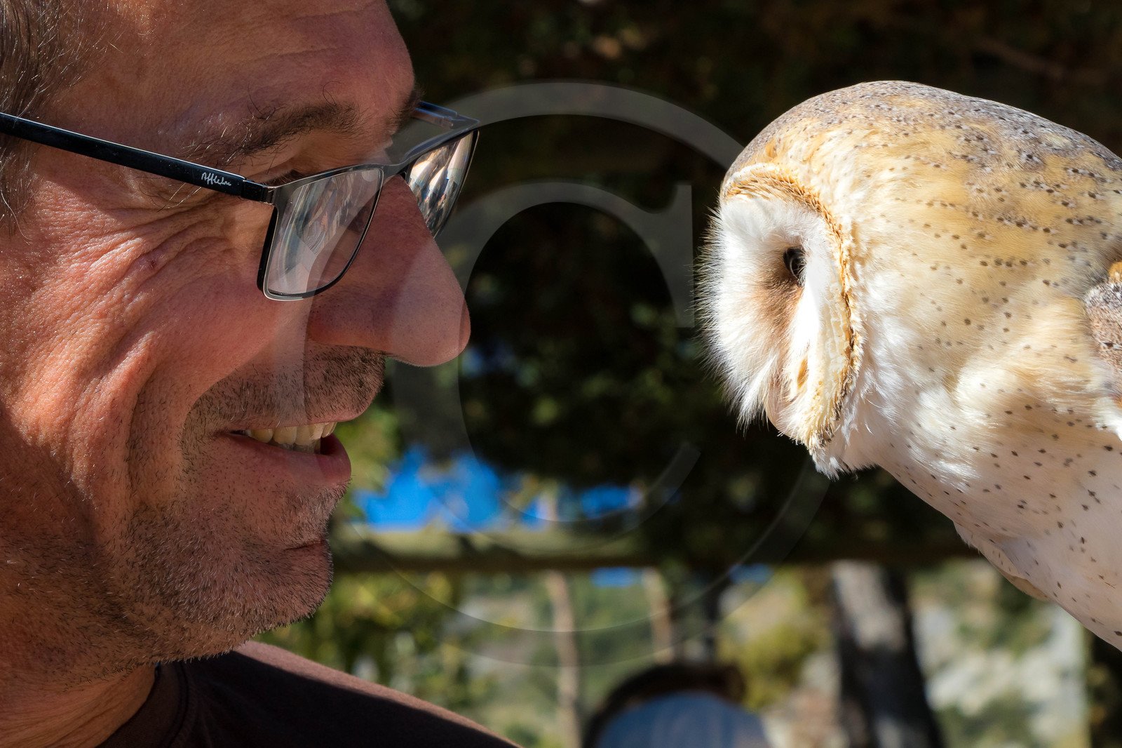 Parc animalier de Serre-Ponçon, Chouette effraie (Tyto alba)