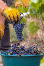 Domaine du Mont Guillaume