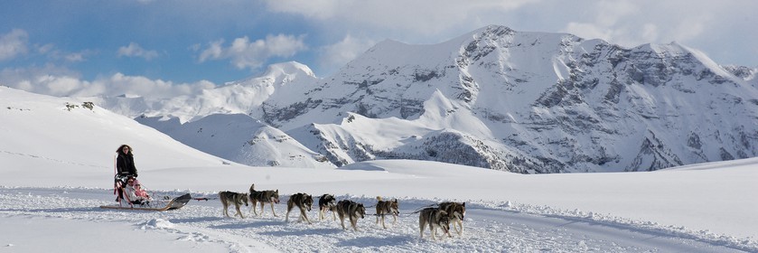 Chiens d'attelage