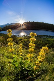 Parc naturel régional du Queyras, lac de Roue, gentiane jaune, Gentiana lutea