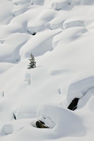 Ceillac, pins cembro sous la neige