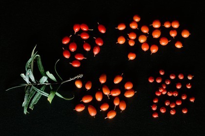 Argousier, différentes variétés de fruits d'argousier