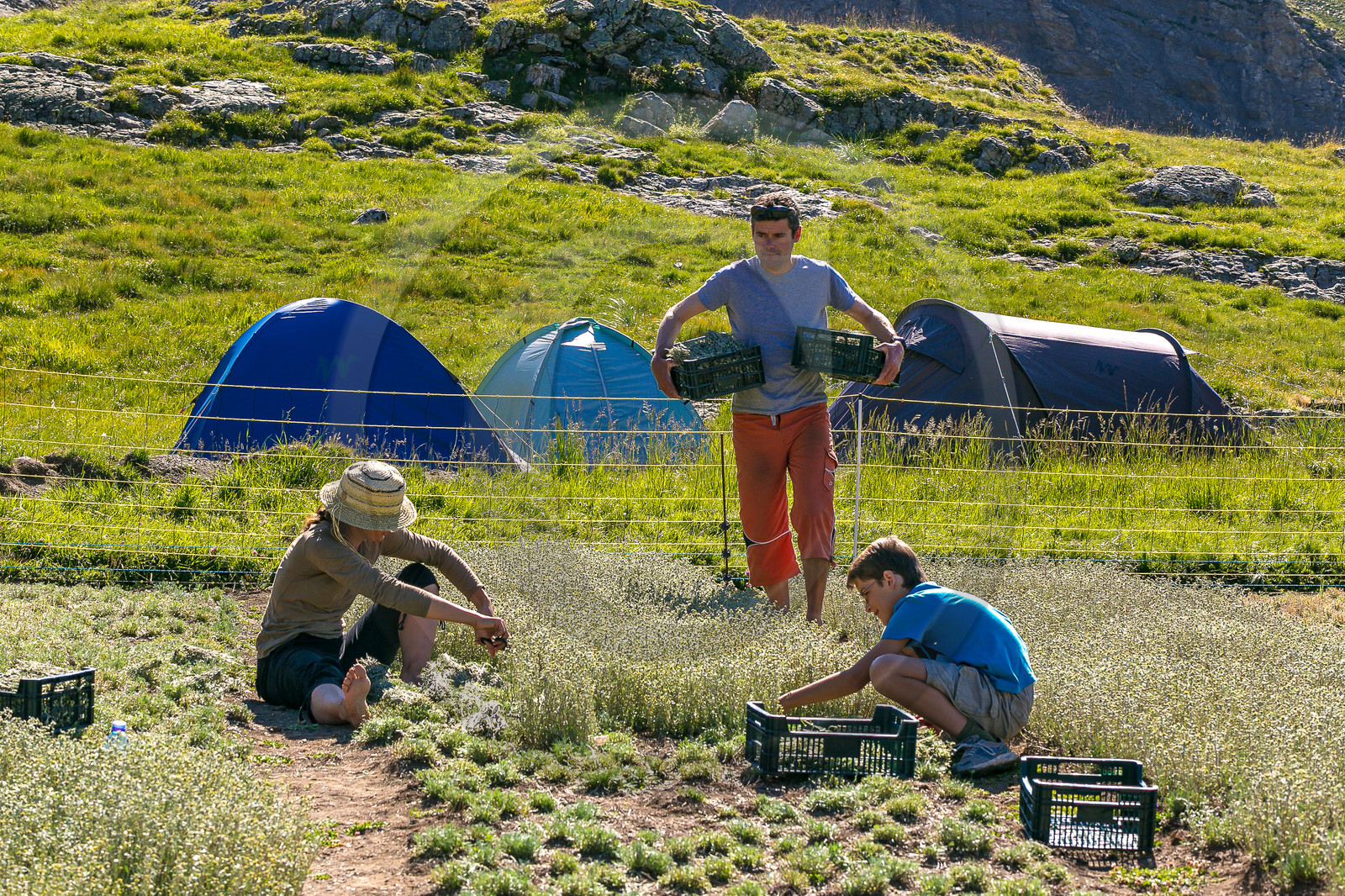 Bruno Gonnon, cultivateur de génépi bio
