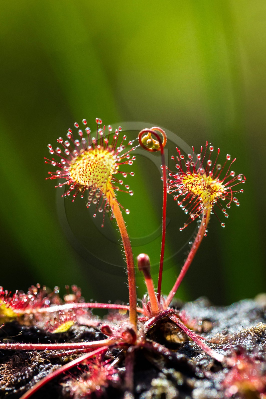 ENS de l'Isère, Tourbière des Planchettes, Rossolis à feuilles rondes (Drosera rotundifolia)