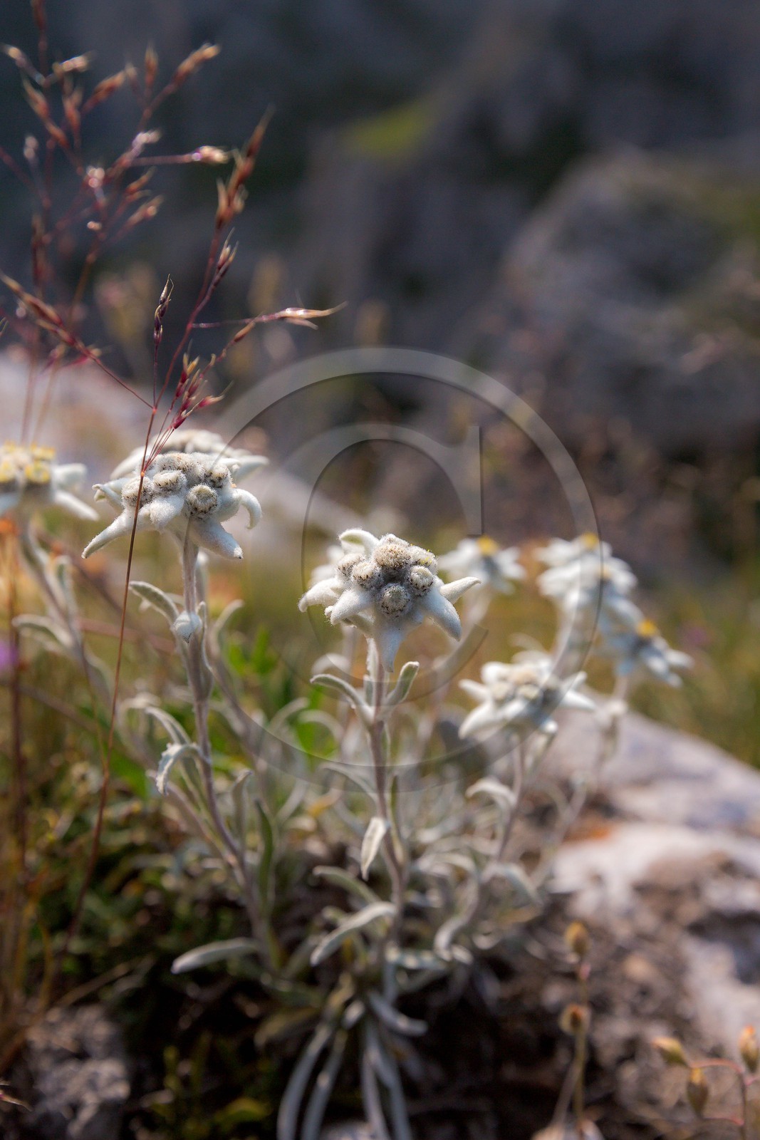 Edelweiss, Leontopodium alpinum