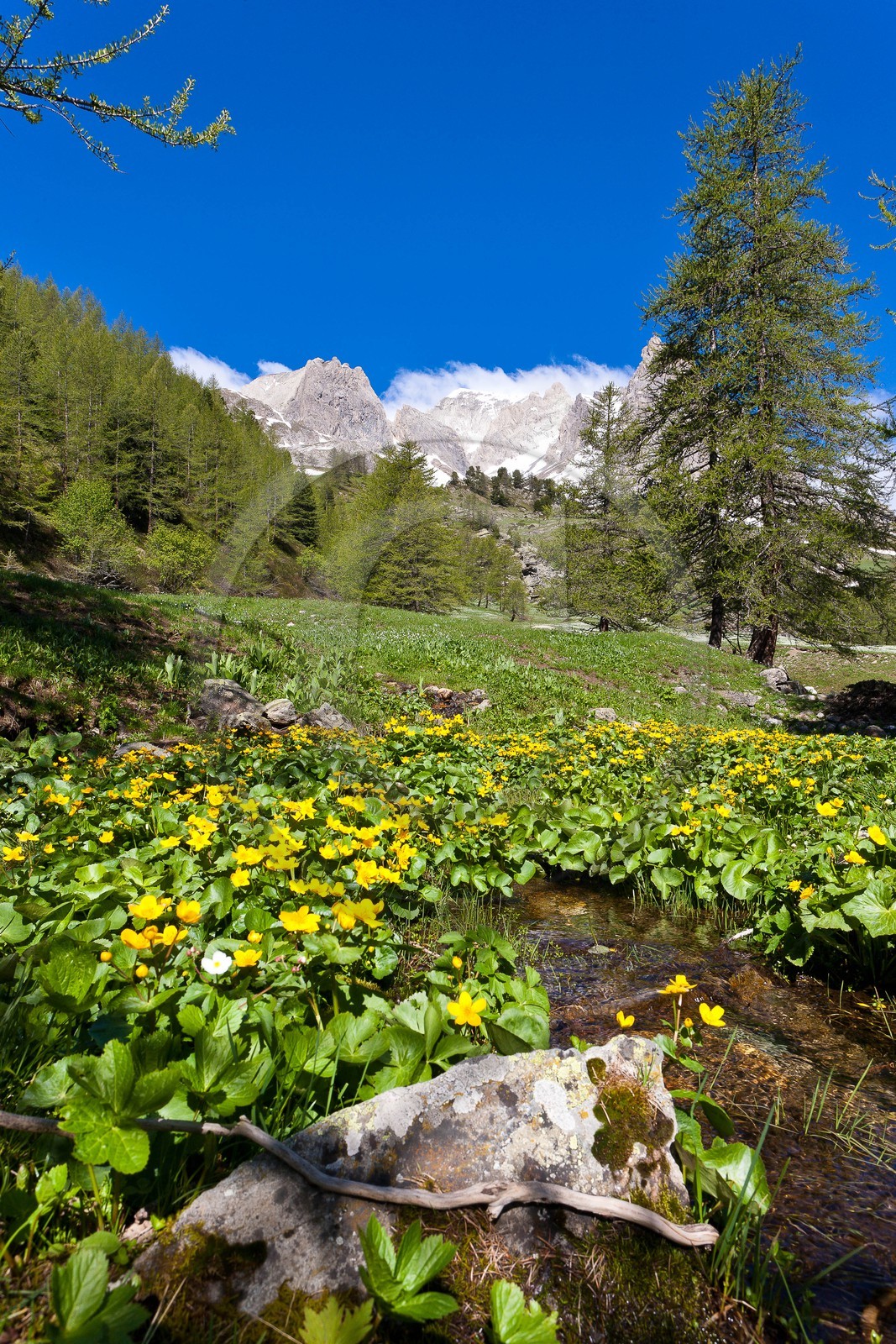 Populage des marais, Caltha palustris