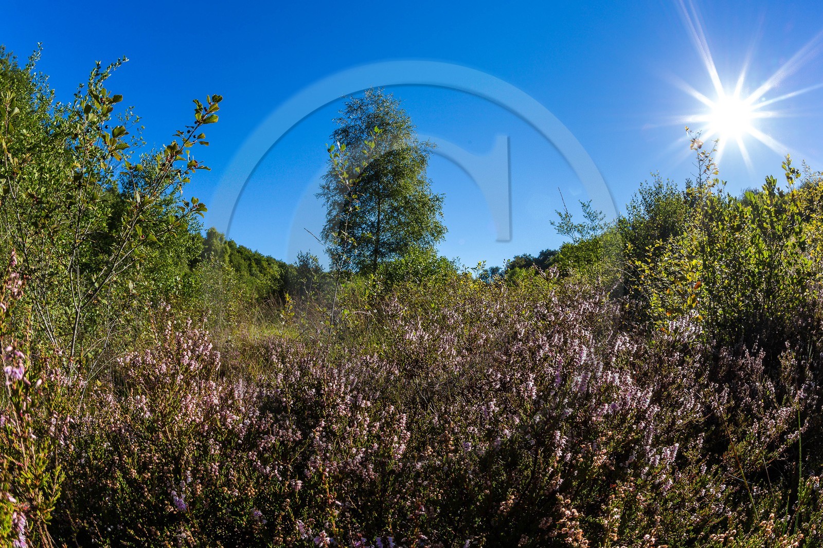 ENS de l'Isère, Tourbière des Planchettes