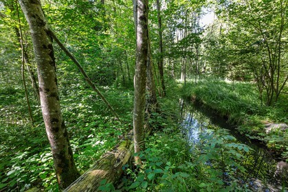 ENS de l'Isère, Vieille morte de Bourg d'Oisans