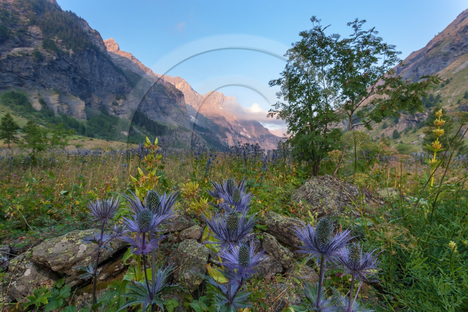 Chardon Bleu, Panicaut des Alpes, Eryngium alpinum