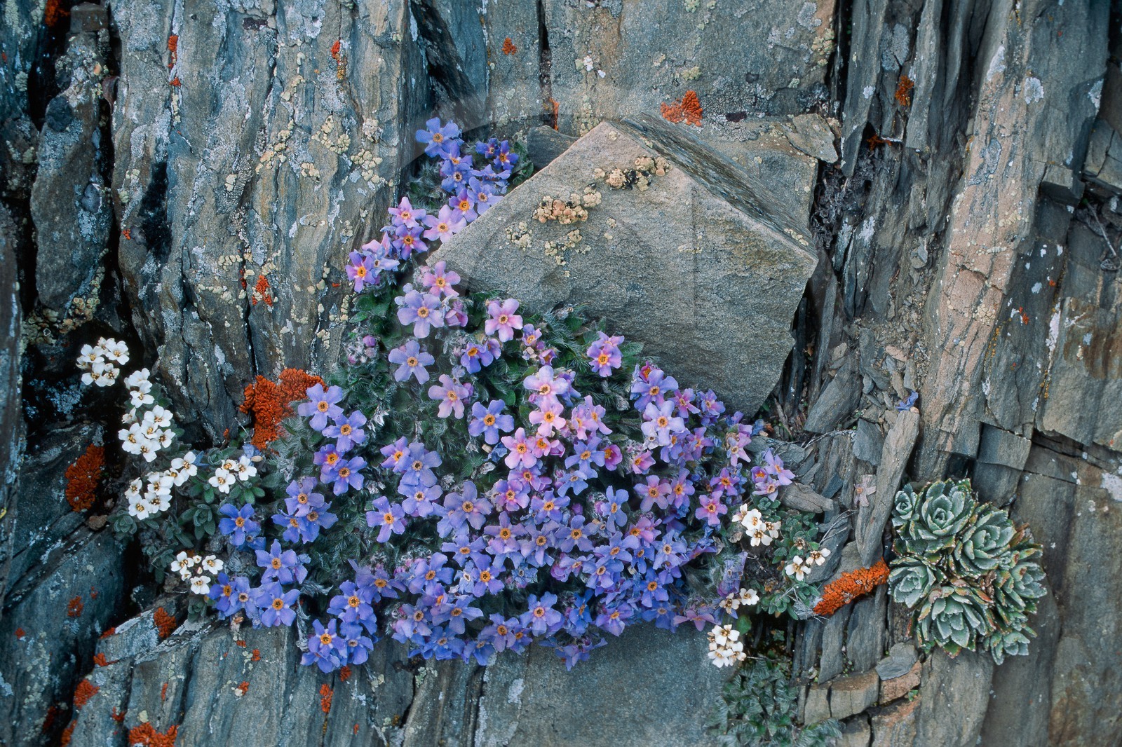 Eritriche nain, Eritrichium nanum