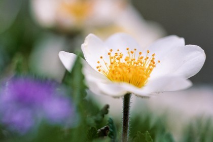 Dryade à huit pétales, Dryas octopetala