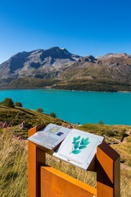 Jardin alpin du Mont-Cenis