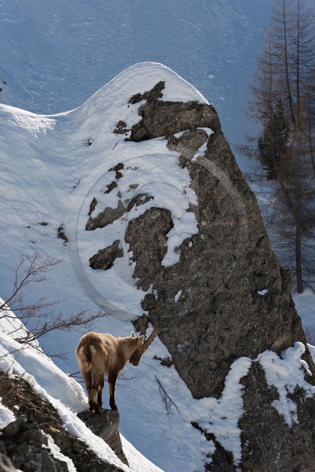 Bouquetin, ou bouquetin des Alpes (Capra ibex)