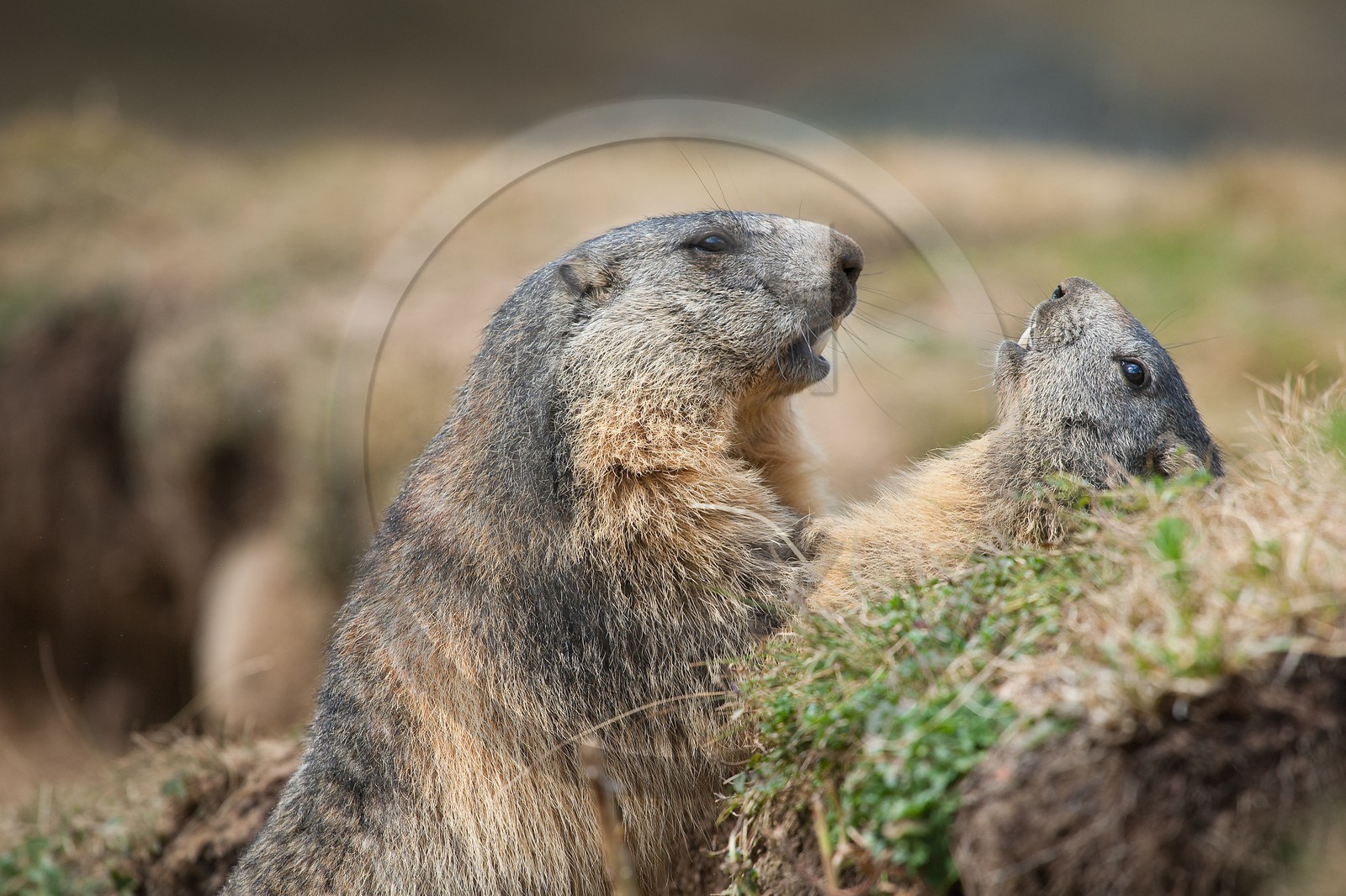 Marmotte des Alpes ( Marmota marmota )