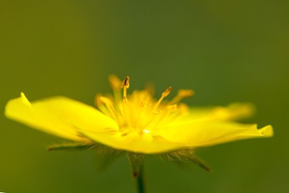 Potentille du Dauphiné, Potentilla delphinensis