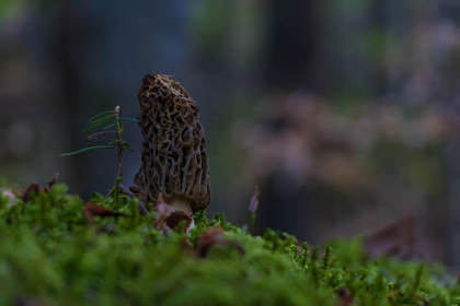 Morille, Morchella
