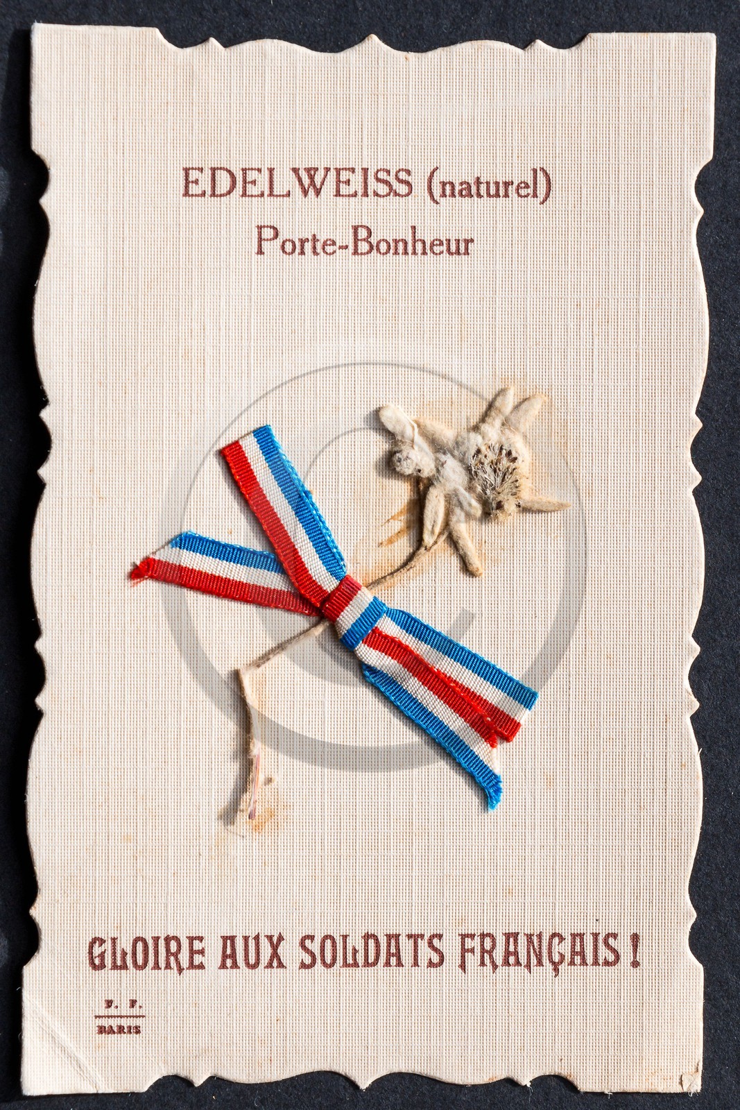 Edelweiss, Leontopodium alpinum